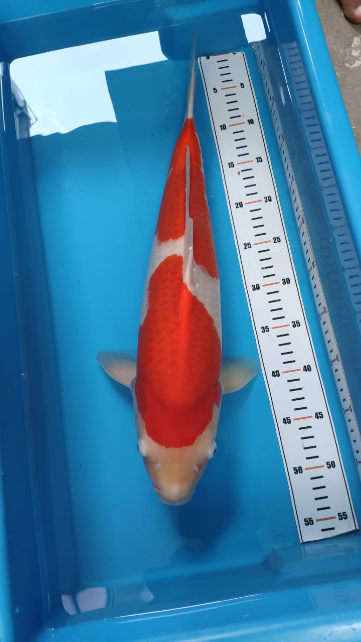 kohaku maruyam 50cm.jpeg